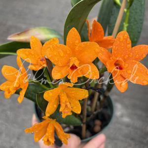 TiNY KLASH Low エイトオリジナルカラー　宵星 Zoya Sunglasses in Lilypad Tortoise